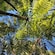 A stand of treetops against the sky